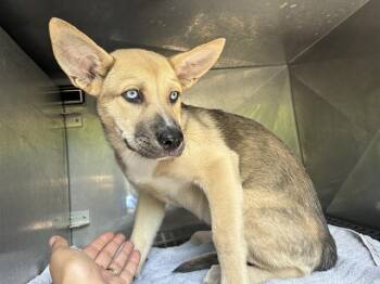 MOLLY -  German Shepherd Dog and Siberian Husky Dog for Adoption in Fort Myers, Florida - MOLLY | PetCurious
