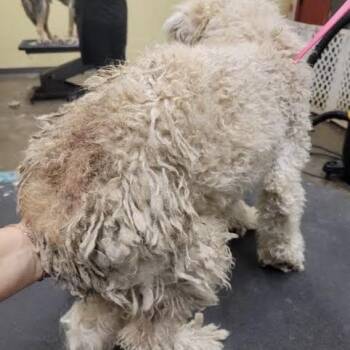 Bonnie -  Miniature Poodle Dog for Adoption in Sonoma, California - Bonnie | PetCurious