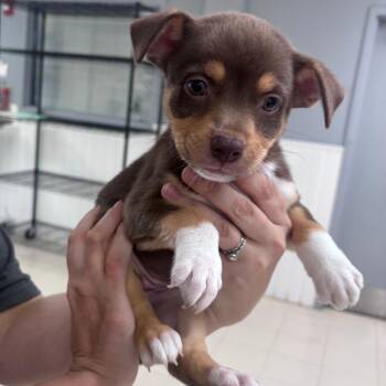 Dakota -  Pit Bull Terrier Dog for Adoption in Indianapolis, Indiana - Dakota | PetCurious