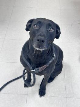 Leia -  Black Labrador Retriever Dog for Adoption in Clayton, New Jersey - Leia | PetCurious