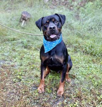 Bruno -  Rottweiler Dog for Adoption in Ellijay, Georgia - Bruno | PetCurious