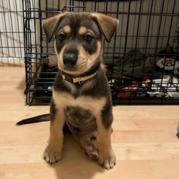 Husky Dogs Available for Adoption in Los Angeles, California - Garibaldi | PetCurious