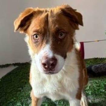 Kite -  Shepherd and Mixed Breed Dog for Adoption in Kanab, Utah - Kite | PetCurious