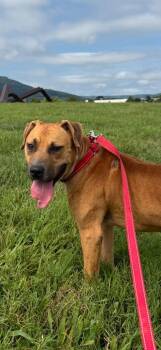 McBrien AKA Mickey -  Labrador Retriever Dog for Adoption in Chattanooga, Tennessee - McBrien AKA Mickey | PetCurious