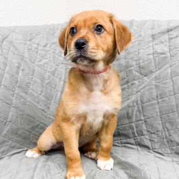 Great Pyrenees Dogs Available for Adoption in Parker, Colorado - 468 (2026) Willow | PetCurious