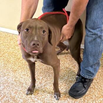 Freya -  Mixed Breed and Chocolate Labrador Retriever Dog for Adoption in Chehalis, Washington - Freya | PetCurious