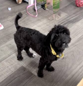 Alice -  Maltipoo and Coton De Tulear Dog for Adoption in Mahwah, New Jersey - Alice | PetCurious
