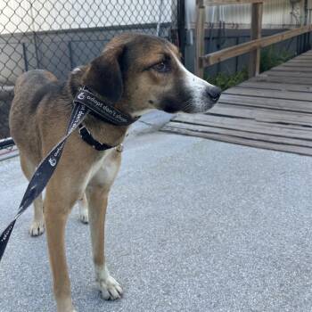 Mixed Breed Dogs Available for Adoption in Jupiter, Florida - Pops | PetCurious