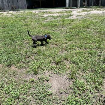 Stella -  Mixed Breed Dog for Adoption in Richmond Hill, Georgia - Stella | PetCurious