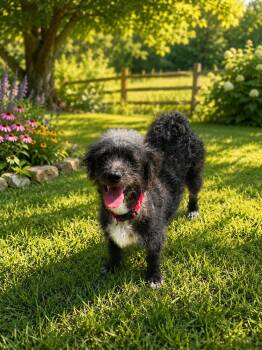 Rorrie -  Schnauzer and Poodle Dog for Adoption in Brownstown, Indiana - Rorrie | PetCurious