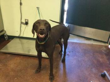 Rescue Labrador Retriever and Weimaraner Dogs for Adoption in Thousand Palms, California - A1881295 | PetCurious