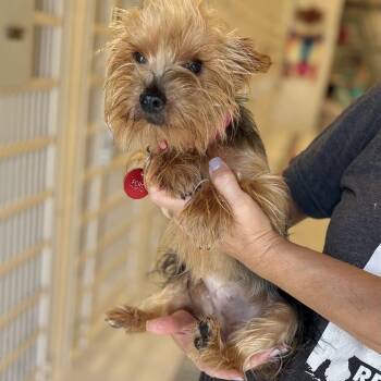 Buttercup -  Yorkshire Terrier Dog for Adoption in Chicago, Illinois - Buttercup | PetCurious