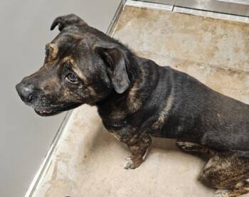 Rescue Pit Bull Terrier and Mixed Breed Dogs for Adoption in Fort Worth, Texas - Happy | PetCurious