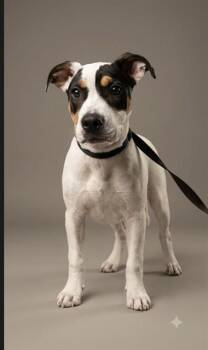 BEEF WELLINGTON -  Mixed Breed Dog for Adoption in Jacksonville, Florida - BEEF WELLINGTON | PetCurious
