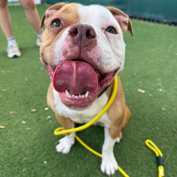 Leila -  Pit Bull Terrier Dog for Adoption in San Diego, California - Leila | PetCurious