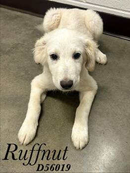 Ruffnut -  Mixed Breed Dog for Adoption in Clarksville, Tennessee - Ruffnut | PetCurious
