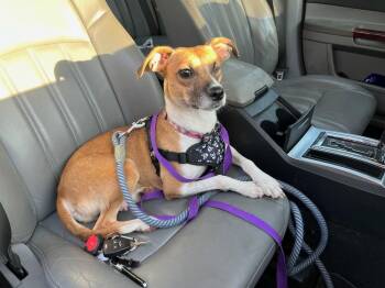 Bingo -  Terrier Dog for Adoption in Hillside, Illinois - Bingo | PetCurious