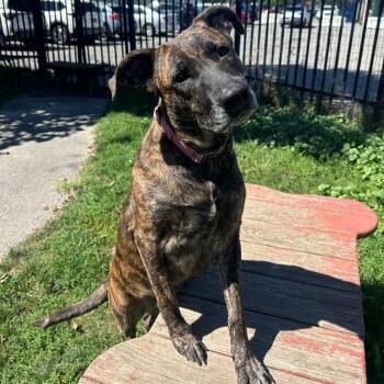Chocolate -  Mixed Breed Dog for Adoption in Buffalo, New York - Chocolate | PetCurious