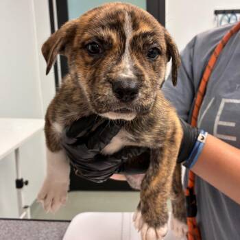 Zira -  Catahoula Leopard Dog and Boxer Dog for Adoption in Abilene, Texas - Zira | PetCurious
