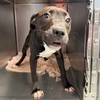 Paradise -  Mixed Breed Dog for Adoption in Martinsville, Virginia - Paradise | PetCurious
