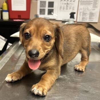 Cinnamon Bagel -  Beagle Dog for Adoption in Newport, North Carolina - Cinnamon Bagel | PetCurious