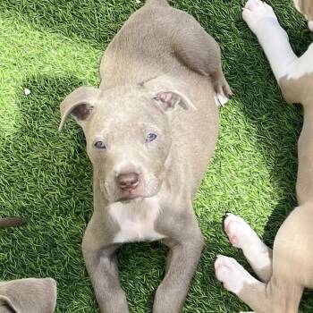Dr. Garcia aka Nyla 9126 -  Mixed Breed Dog for Adoption in Loxahatchee Groves, Florida - Dr. Garcia Aka Nyla 9126 | PetCurious