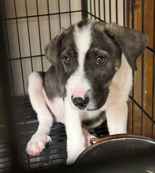 Rescue Border Collie and Labrador Retriever Dogs for Adoption in Gilberts, Illinois - NOAH | PetCurious