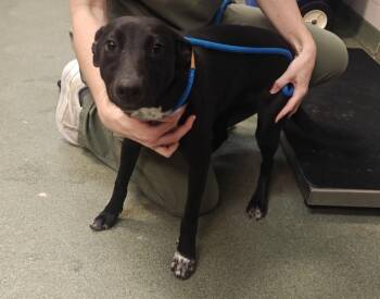 A176698 -  Mixed Breed Dog for Adoption in Santa Fe, New Mexico - A176698 | PetCurious