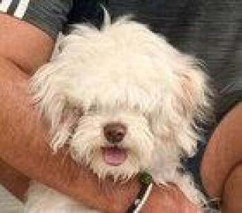 Woody -  Maltese Dog for Adoption in Fremont, California - Woody | PetCurious