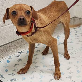 Mixed Breed Dogs Available for Adoption in Murray, Utah - Squirt | PetCurious