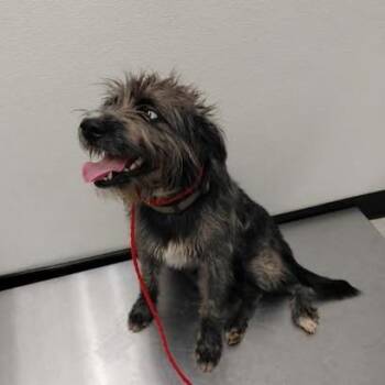Whitney 26-09-075 -  Schnauzer Dog for Adoption in Bastrop, Texas - Whitney 26-09-075 | PetCurious