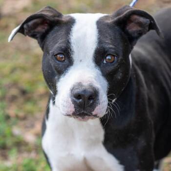 Pit Bull Terrier Dogs Available for Adoption in Memphis, Tennessee - DOVE-30521 | PetCurious