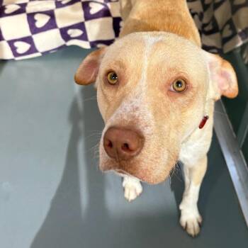 Lloyd Christmas -  Mixed Breed Dog Available for Adoption in Wheeling, Illinois - Lloyd Christmas | PetCurious
