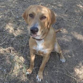 Rescue Coonhound and Mixed Breed Dogs for Adoption in Floresville, Texas - Handsomous | PetCurious