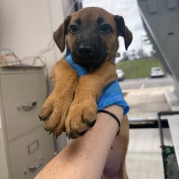 Mixed Breed Dogs Available for Adoption in Columbiana, Alabama - Fred | PetCurious