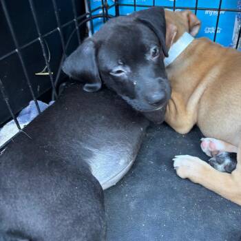 Bravo -  Labrador Retriever Dog for Adoption in Parrish, Alabama - Bravo | PetCurious