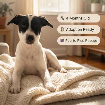 Mixed Breed and Beagle Dogs Available for Adoption - Valentina | PetCurious