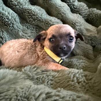 Promise -  Chihuahua and Mixed Breed Dog for Adoption in Sacramento, California - Promise | PetCurious