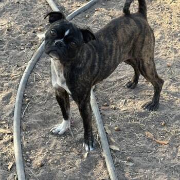 Pug and Boston Terrier Dogs Available for Adoption - Mochi | PetCurious