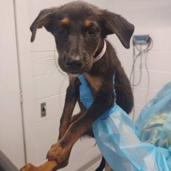 Orbital Space Laser -  German Shepherd Dog and Belgian Shepherd Malinois Dog for Adoption in Hattiesburg, Mississippi - Orbital Space Laser | PetCurious