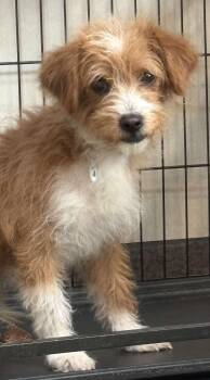 Cairn Terrier Dogs Available for Adoption in Phoenix, Arizona - Springer | PetCurious