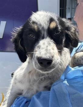 DARWIN -  Australian Shepherd and Mixed Breed Dog for Adoption in Modesto, California - DARWIN | PetCurious