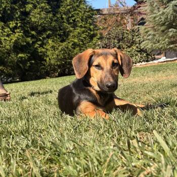 Whisper -  Hound and Mixed Breed Dog for Adoption in Blairstown, New Jersey - Whisper | PetCurious