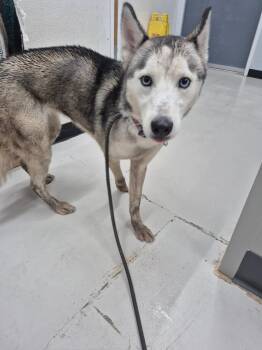 Husky Dogs Available for Adoption - Rea | PetCurious