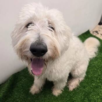 Fuzzbucket -  Poodle and Mixed Breed Dog for Adoption in Columbia, Missouri - Fuzzbucket | PetCurious