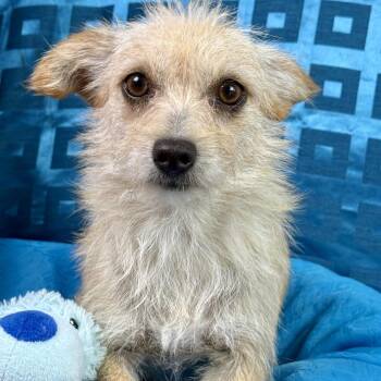 Terrier and Chihuahua Dogs Available for Adoption in Hondo, Texas - Martini - Darling Terrier Mix | PetCurious