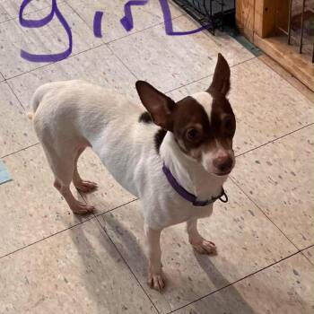 Chihuahua Dogs Available for Adoption in Boerne, Texas - Marina | PetCurious