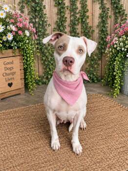 Megan -  Terrier Dog for Adoption in Lafayette, Louisiana - Megan | PetCurious