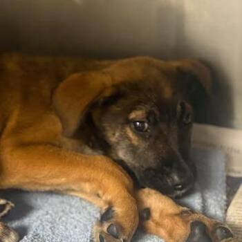Argus -  German Shepherd Dog and Mixed Breed Dog for Adoption in Marshall, Texas - Argus | PetCurious