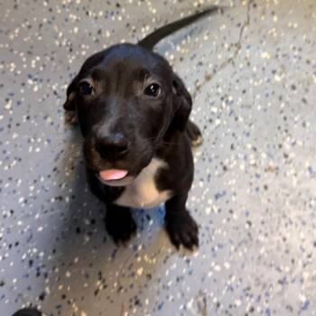 TUSC-Stray-85166_2_3 -  Pit Bull Terrier and Labrador Retriever Dog for Adoption in Tuscaloosa, Alabama - TUSC-Stray-85166_2_3 | PetCurious